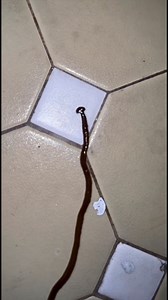 12K views · 64 reactions | What the hell kinda bug is this 類缾  #atlanta #worm #pest #bugs #pestcontrol #help #bugs #toofoolee | Too Foolee | Facebook