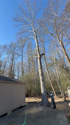 Pulling a tree against its natural lean using mechanical advantage