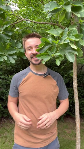 How Does Photosynthesis Work? ☀️🌱 In the chlorophyll, solar energy splits water molecules 💧 into Oxygen and Hydrogen. The Oxygen molecules then pair together making the O2 molecule, which is just an unneeded byproduct, so it is expelled from the plant 💨 The Hydrogen can then be used for the creation of the sugar. When bonds between atoms are broken, the energy used to hold the two atoms together is captured in molecules called ATP and NADPH Using this, plants take atmospheric carbon dioxide t