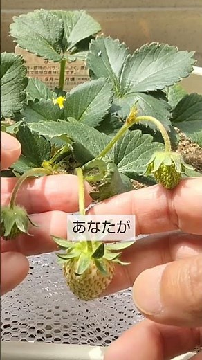 5/7イチゴの手入れ 突然枯れました 原因は病気か根腐れ？