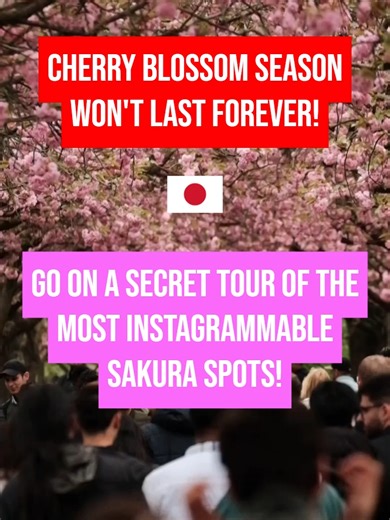 Traveling to Japan for the cherry blossom season? You can’t miss our limited-time Tokyo Cherry Blossom Tour (March 24 to April 3) and Kyoto Cherry Blossom Tour (March 26 to April 5)! To book, contact our team via email (info@touristjapan.com), or copy/paste link below: Book Tokyo here: touristjapan.com/tours/kyoto-cherry-blossom-day-tour Book Kyoto here: touristjapan.com/tours/kyoto-cherry-blossom-day-tour/ #cherryblossoms #sakura #japansakura🇯🇵🌸😍