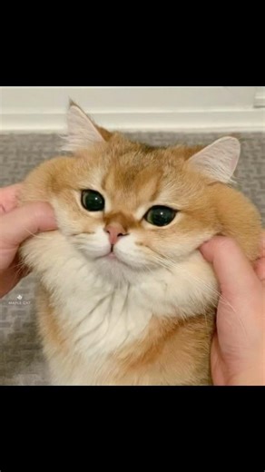 How it feels to have chubby cheeks… #fyp #relatable #funny #chubby #roundface #babyface