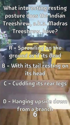 What interesting resting posture does the Indian Treeshrew, a.k.a. Madras Treeshrew, have?