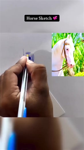 Horse Sketch Art and Riding in Pakistan