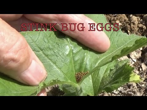 SQUASH STINK BUGS **SECRET** [HOW TO CONTROL ] (OAG)