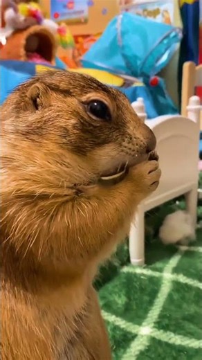 Have you ever seen prairie dogs having the cutest little nap time in the sun? ☀️🐾💤