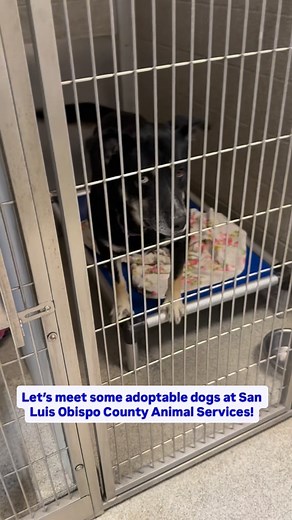 70 reactions | So many dogs! So much cuteness! SLO County Animal...