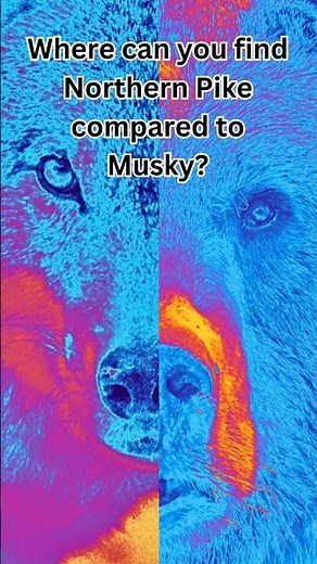 Where can you find Northern Pike compared to Musky?