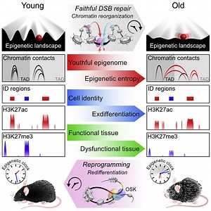 Loss of epigenetic information can drive aging, restoration can reverse it