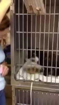 Cat eating after dental extraction