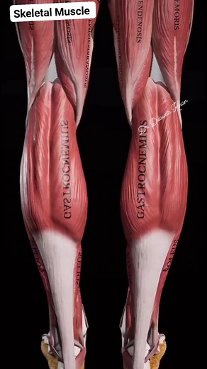 Skeletal Muscle. #muscle #musclebuilding #musclemass #reelsfb #facebookreels #fypシ゚ #viralpage #injectables #medical #surgery #injectiontraining #bloodgrouping #spinalanesthesia | 𝐃𝐫. 𝐃𝐢𝐥𝐚𝐰𝐚𝐫 𝐤𝐡𝐚𝐧