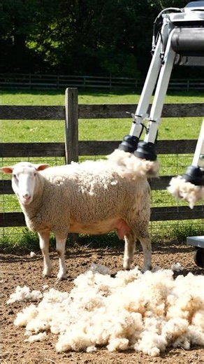 Automated Sheep Grooming 🐑 #SmartFarm