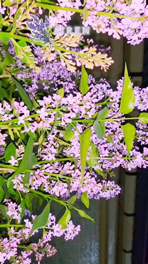 Siren🫠💜 Hidi juda yoqimli da #Saturn_Sofy