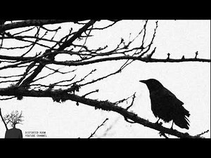 Crows Cawing In The Wind Sound Effect | 1 hour