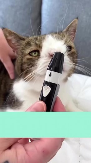 29K views · 2.3K reactions | Monty has diabetes and here’s how I’m measuring his blood sugar 殺♥️ | Monty | Facebook
