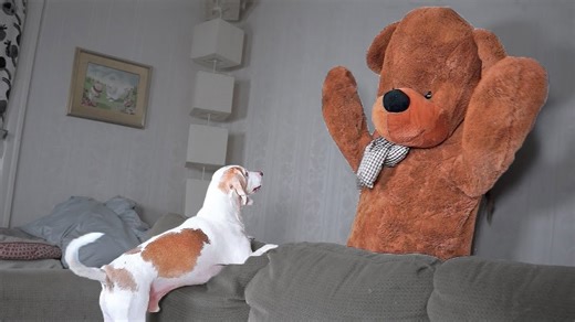 Dog vs. Teddy Bear Prank—Who Gets the Last Laugh?