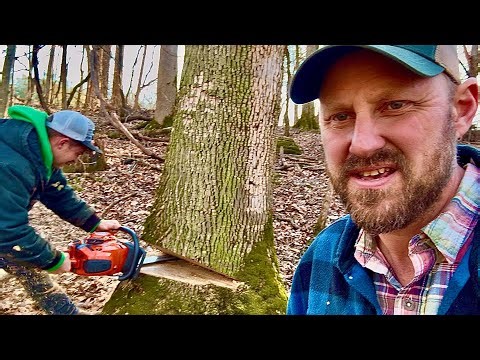 Our HUGE OBITUARY for the ASH TREE!