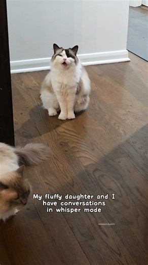 Eevee & Yoshi | Eevee's contribution: 🔇 . . #meow #cat #meowing #cutecat #pets #eeveeandyoshi | Instagram