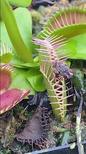 How to Care for Your Venus Flytrap! The Ultimate Insect Catcher!