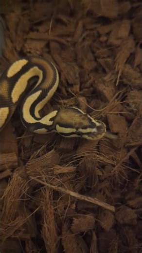 Low light. Still bright. ☀️