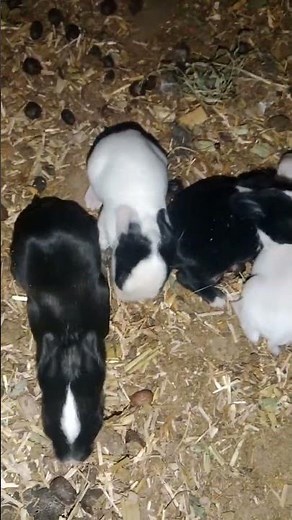 🐇 Cute Baby Rabbits Playing Together | 15 Days Old White & Black Bunnies | So Adorable Moments