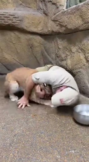 Shocking Attack! Giant Lynx Leaps at Man in Enclosure