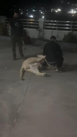 One of my Cousins Playing with a Lion ❤️Luton❤️ No Fear !