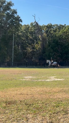 Big kid’s hitting his stride with the canter work! #lvaprehorses #pre #purespanishhorse #purarazaespañola #workingequitation #dressage #uspre #florida #dappledgrey #17hands #intraining #horseforsale | LVA PRE Horses
