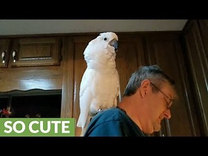 Cockatoo serenades owner by singing 'I love you'