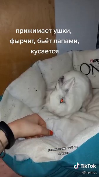 Cozy Moments with a Domesticated Rabbit