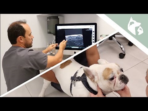 French Bulldog With Weakness in the Back Legs || Vlog 18