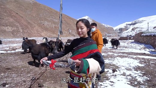 Lhamo Tibetan Vlogger Lamu | Mountain Yak Footage