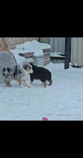 Australian shepherd blue merle male, black tri female. Pra, cea, hsf4, dm - clear, mdr1 - one copy. Health tested parents. FCI pedigree. Located in Russia, delivery assistance. #australianshepherd #aussie #bergeraustralien | Mini Aussie and Australian shepherd