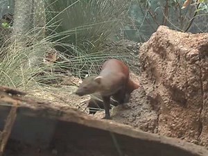 Lemur Life Episode 8: Mongoose to the Left of me, Fossa to the right...
