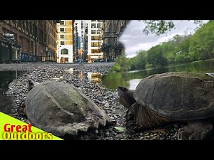 The Snapping Turtle in the Midst of a changing world.