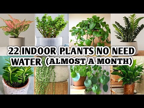 22 Indoor Plants that don't Need Water much | Indoor Plants No Need Water much | Plants and Planting