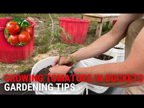 Growing Tomatoes in Buckets - Best Methods #tomato