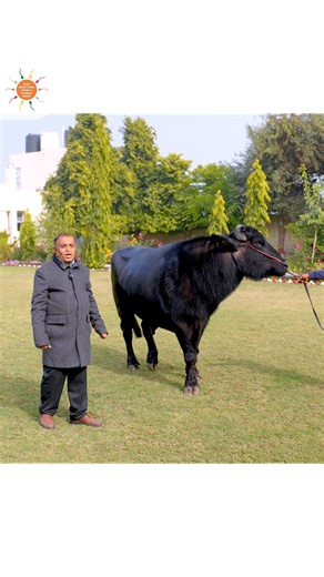 Hisar Bovine Sperm Station & Research Center on Instagram: "Namaskar kisan bhaiyo! Aaj hum aapko milwa rahe hain 9-Star Murrah bull EKLAVYA (MR-259980) se — jiska dam yield 5245 litre hai. Itni strong milk line ke saath EKLAVYA Murrah breed ka ek high-performance breeding bull hai. Mazboot genetics, consistent milk potential aur elite bloodline ke saath EKLAVYA dairy farmers ke liye ek trusted aur premium choice hai. 📍 17th K.M. Stone, Hisar–Rajgarh Road, Hisar 📞 094664 01062 #9StarMurrah #EKL