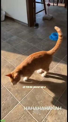 Screaming Cat breaks everything - Funny Cat Clip 😹 Must Share!