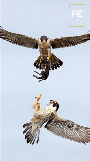 “Nature Doesn’t Repeat Moments Like This…” #eagles #birds #shorts #featherandearth