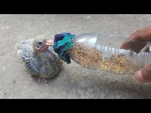 How to Bottle Feeding A Baby Pigeon