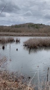 24K views · 433 reactions | Rutherford Wetlands, Wayne National Forest. | Ohio Hiking Trails and Historical Sites. | Facebook
