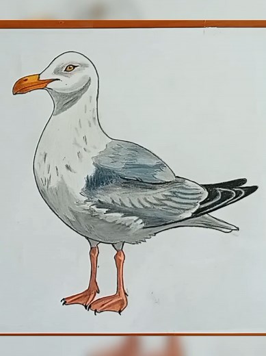 How to Draw a Seagull: Step-by-Step Tutorial