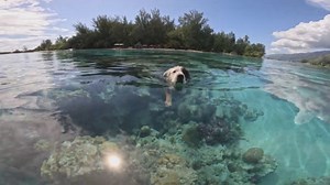 This dog enjoyed a swim in the crystal clear ocean water on a beautiful day. As people passed by on a boat, they were instantly smitten by the charming swimmer. | Jukin Copyright Management