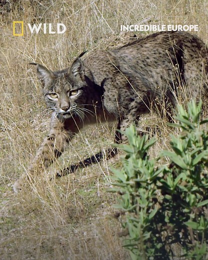 Watch as this Iberian Lynx hunts her prey. The Iberian Lynx is endemic to the Iberian Peninsula and largely hunts the European rabbit, though they will also predate on birds and small ungulates. An endangered species, conservation efforts have seen increasing populations of Iberian Lynxes in both Spain and Portugal. Tune in to Incredible Europe tonight at 8pm on National Geographic WILD UK. | National Geographic UK