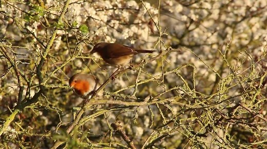 A pair of robins courtship feeding. Spotted at Askham Bog, York by Springwatch researcher Loz. Courtship feeding is something of a misnomer. It describes behaviour when a male bird offers food to his mate, but it occurs most frequently when actual courtship is over. Most courtship feeding occurs during egg formation, laying and incubation and can provide a valuable source of nutrients for females. With early hatching having a positive effect on the survival rates of chicks and fledglings in some