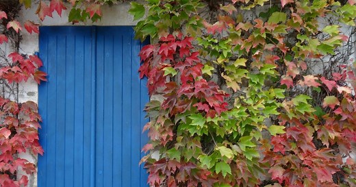 Vigne vierge : plantation, culture, entretien