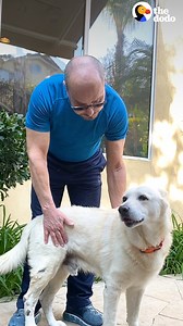 This very gentle abandoned husky finds a forever home❤️️ | The Dodo
