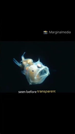 UNKNOWN CREATURES found under the deep sea 👽🦈