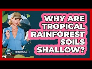 Why Are Tropical Rainforest Soils Shallow?